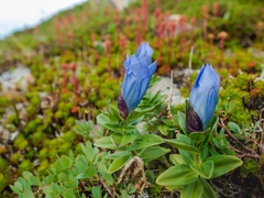 Gentiana platypetala