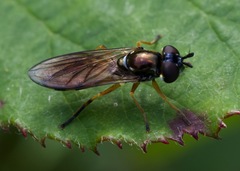 Pyrophaena granditarsis