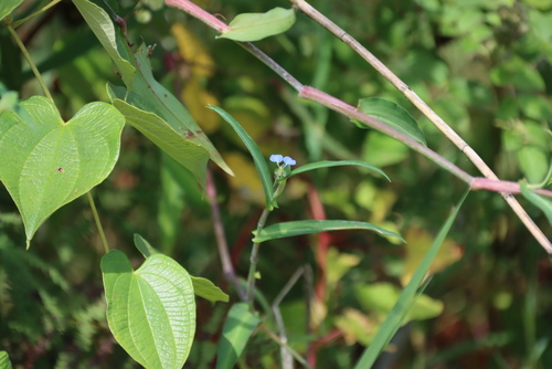Commelina petersii (Commelina petersii)