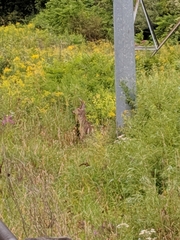 Odocoileus virginianus