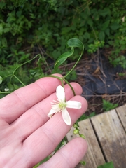 Clematis terniflora