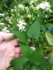 Clematis terniflora