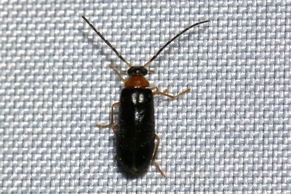 Conopalpus brevicollis