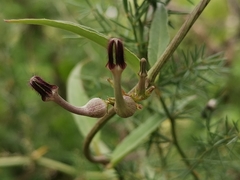 Ceropegia bulbosa