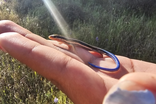 iNaturalist observation photo of Skilton's Skink