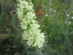 Echiostachys incanus