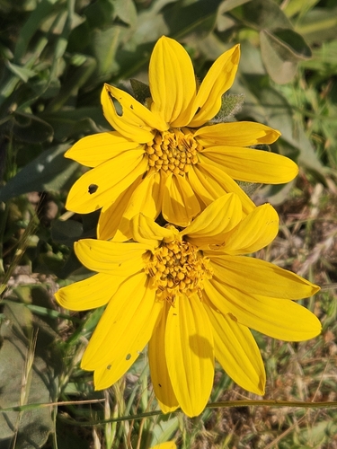 Image of Wyethia angustifolia by no rights reserved