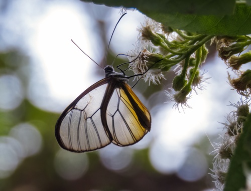 Godyris panthyale