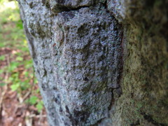 Arthonia arthonioides