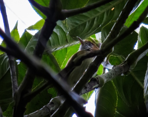 Rufous-naped Greenlet (Pachysylvia semibrunnea), photo 10
