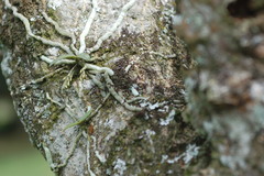 Mystacidium venosum