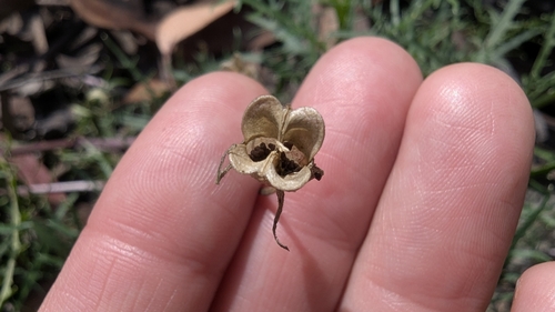 Image of Lithotoma axillaris by (c) Alesha Teitzel, some rights reserved (CC BY)