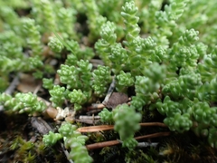 Sedum