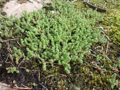 Sedum
