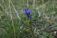 Gentianopsis ciliata ciliata