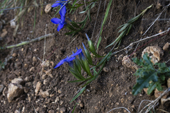 Gentianopsis ciliata ciliata