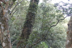 Bulbophyllum scaberulum