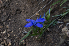 Gentianopsis ciliata ciliata