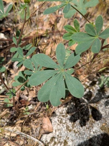 Image of Lupinus stiversii by (c) louisiv826, some rights reserved (CC BY)