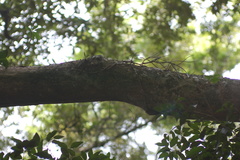 Tridactyle tridentata