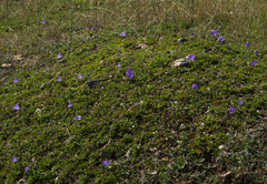 Campanula carpatica