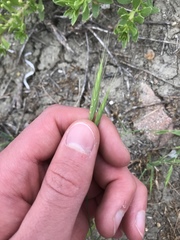 Brachypodium distachyon
