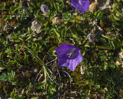 Campanula carpatica
