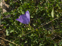 Campanula carpatica