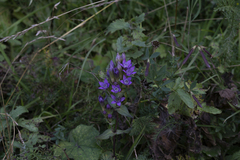 Gentianella austriaca