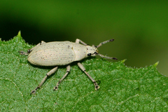 Megalostylus