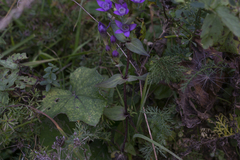 Gentianella austriaca