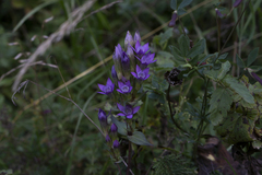 Gentianella austriaca