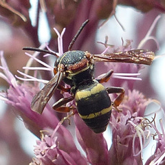 Epeolus bifasciatus