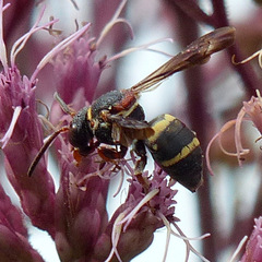 Epeolus bifasciatus