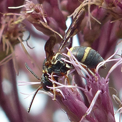 Epeolus bifasciatus