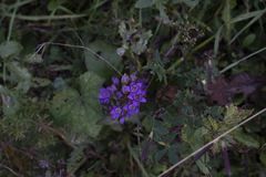 Gentianella austriaca