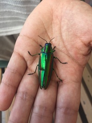 Chrysochroa fulgidissima