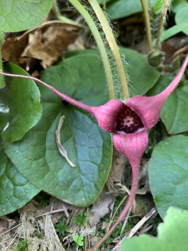 Asarum caudatum Lindl.