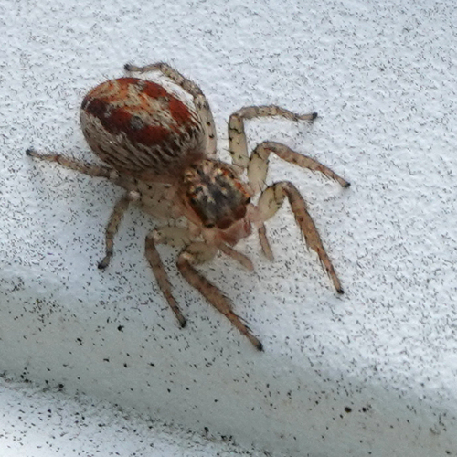 Dimorphic jumping spider