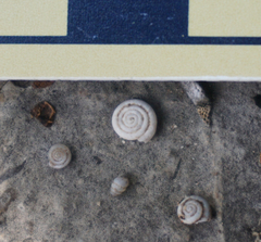 Helicodiscus parallelus