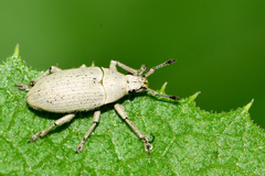 Megalostylus