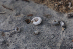 Helicodiscus parallelus