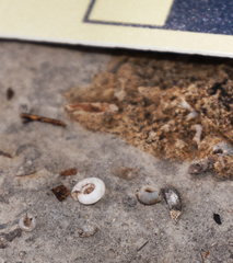 Helicodiscus parallelus