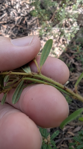 Image of Pultenaea tarik by (c) Alesha Teitzel, some rights reserved (CC BY)