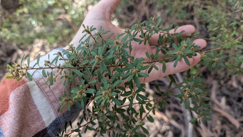 Image of Pultenaea tarik by (c) Alesha Teitzel, some rights reserved (CC BY)