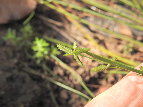 Water Nutgrass (Cyperus aquatilis)