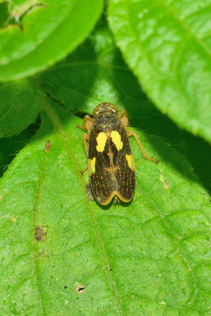 Omanolidia bistyla