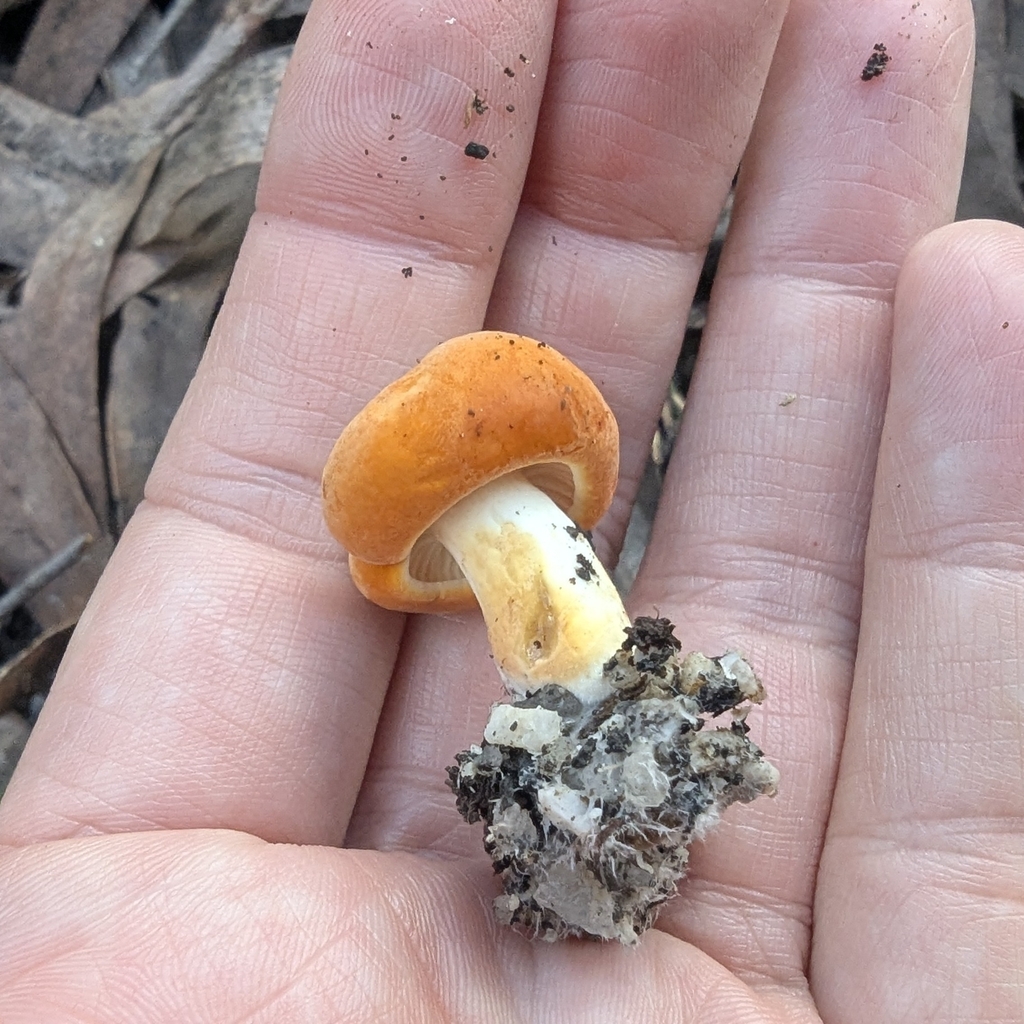 Lactifluus flocktoniae · April 2025 · photo: © a_teitzel (iNaturalist, cc-by)
