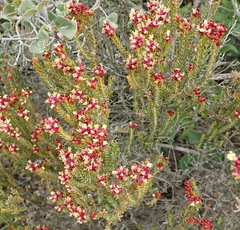 Passerina galpinii