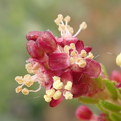 Passerina galpinii